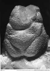Historisches Foto von Bullariscus triquetrus (Robins et al., 2013) (NHMW-AFW-GEO-BACHMAYER-FOTO-1990-0041-3843)